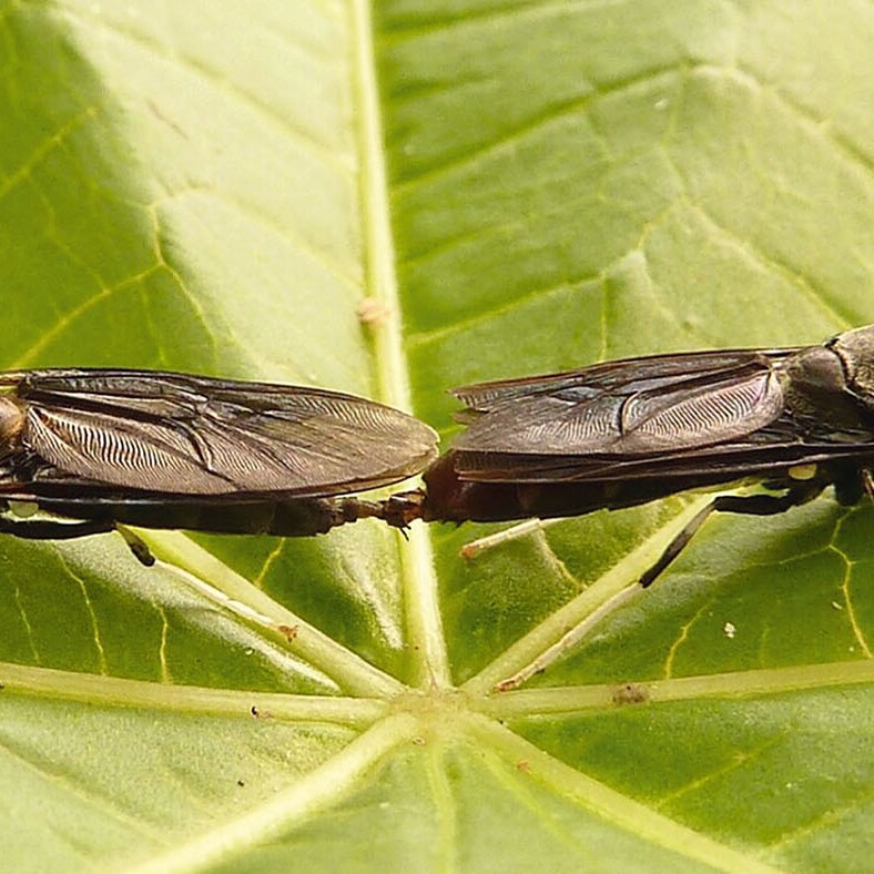 Zwei Insekten die sich Paaren auf einen grünen Blatt.