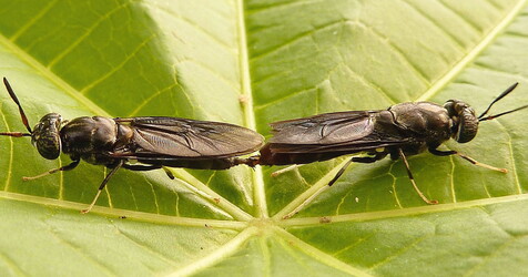 Zwei Insekten die sich Paaren auf einen grünen Blatt.