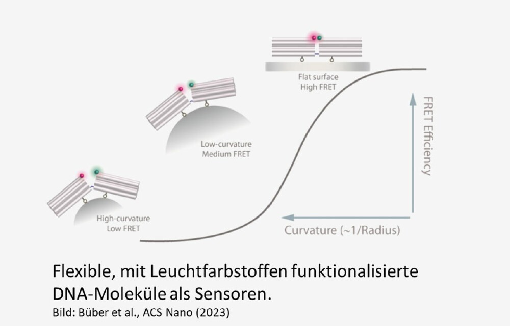 Abbildung von Flexiblen, mit Leuchtfarbstoffen funktionalisierte DNA-Moleküle aus Sensoren.