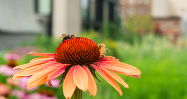 zusehen ist eine orange gelbe Gerbera