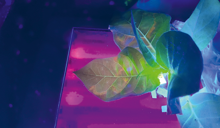 Pflanzen vor einem violetten Hintergrund.