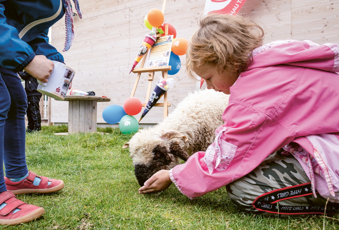 ein Kind füttert ein Schaf mit schwarzer Schnauze